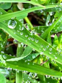 Close-up of water drops on leaf