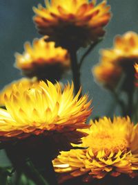 Close-up of yellow flower