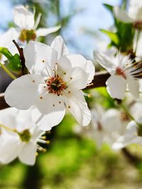 Close-up of white cherry blossoms