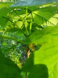 Close-up of bee on leaf