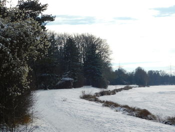 Trees on snow covered field against sky