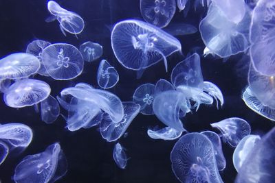 Close-up of jellyfish in aquarium