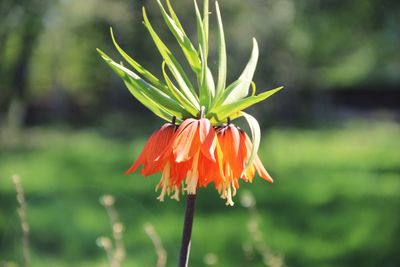 Close-up of red flower