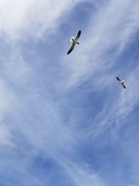 Low angle view of seagulls flying in sky