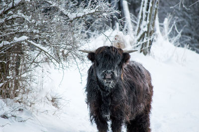 Horse standing on snow field during winter