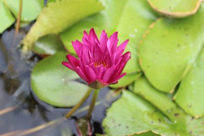Close-up of pink lotus water lily in pond