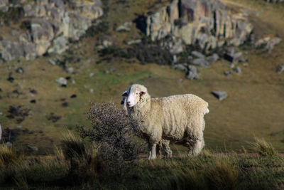 Sheep standing in a field