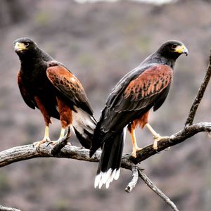 Close-up of birds perching on branch