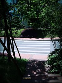 Trees along plants