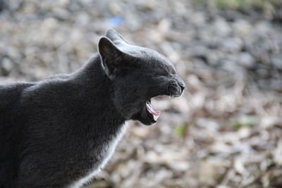 Side view of black cat on field