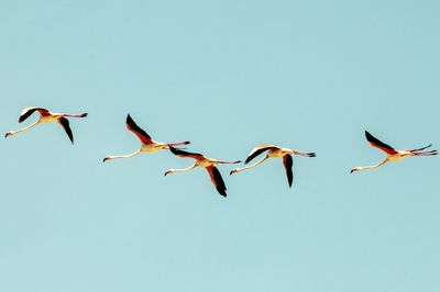 Low angle view of birds flying against blue sky