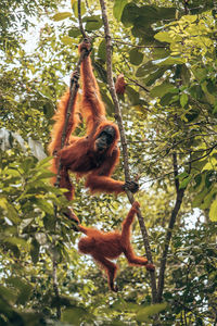 Low angle view of monkey on tree