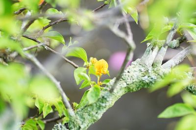 Close-up of yellow flowering plant