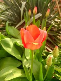 Close-up of red flowers