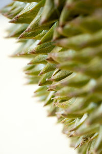 Close-up of succulent plant