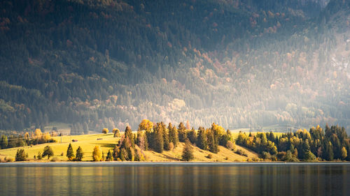 Panoramic view of pine trees by lake in forest