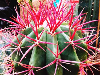 Close-up of red leaves