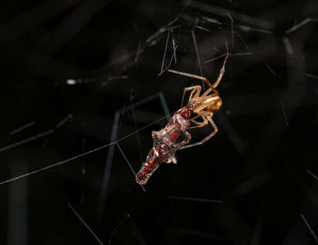 spider web