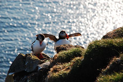 High angle view of puffins on rock against sea