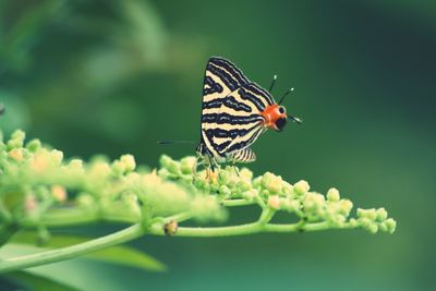 Close-up of butterfly pollinating on flower