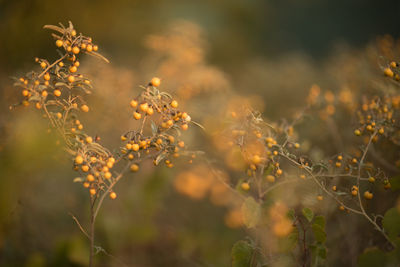 Close-up of flowering plants against blurred background