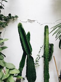 Close-up of succulent plant against wall