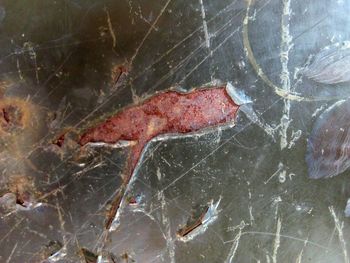 Close-up of dead fish in sea