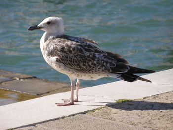 Seagull perching on retaining wall