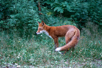 Fox standing in field
