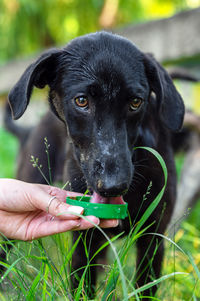 pet