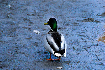 Duck swimming in a lake