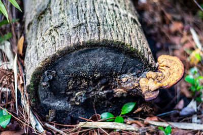 Close-up of mushroom growing on tree trunk