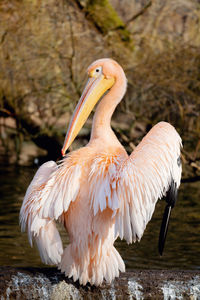 Close-up of pelican perching