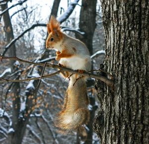Beautiful squirrel on a tree.