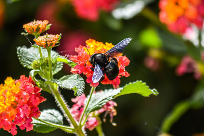 Close-up of butterfly pollinating on flower