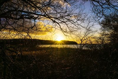 Sun shining through trees