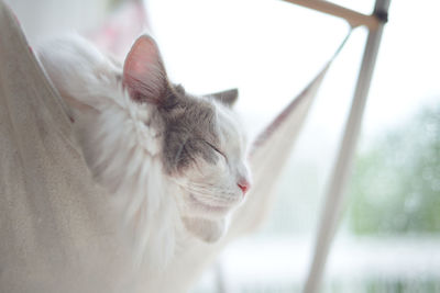 Cat sleeping on hammock by window