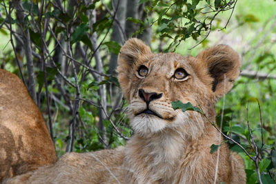 Wide eyed lion cub.