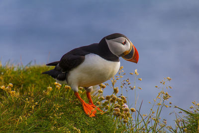 Close-up of a bird on grass