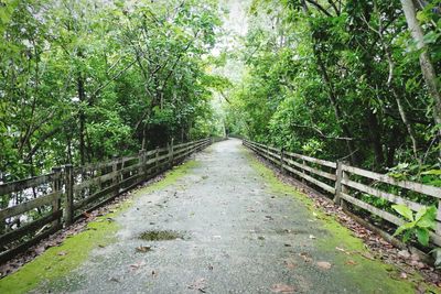 Footpath amidst trees in forest