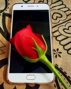 Close up of red roses