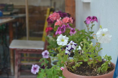 Close-up of pink flowering plant in pot