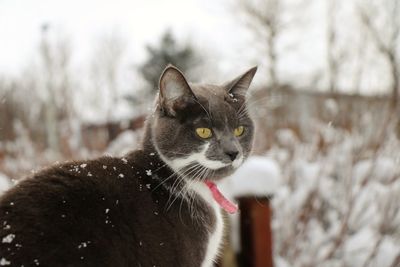 Close-up portrait of cat