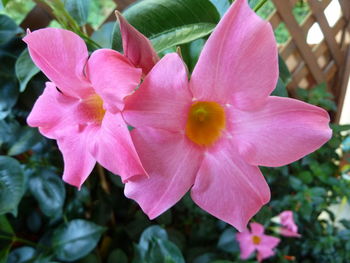 Close-up of pink flowering plant