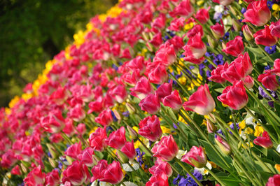 Close-up of pink flowering plants in garden