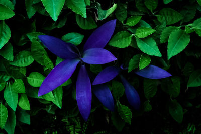 High angle view of purple flowering plants