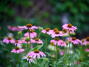 Close-up of pink flowering plant echinacea on garden