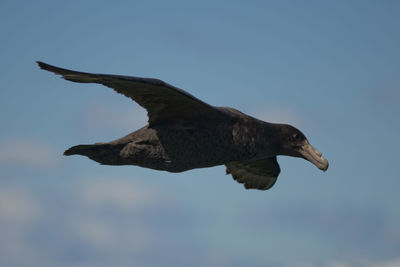 Low angle view of eagle flying