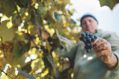 Man picking grapes from tree against sky