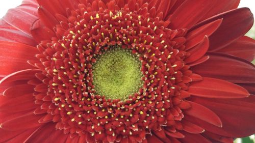 Extreme close-up of red flower